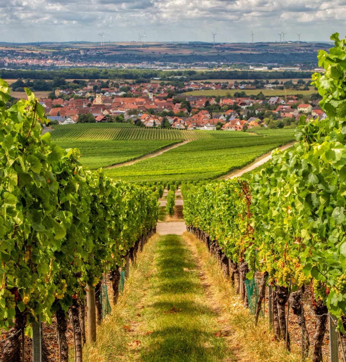 Weinberge rund um Rödelsee
